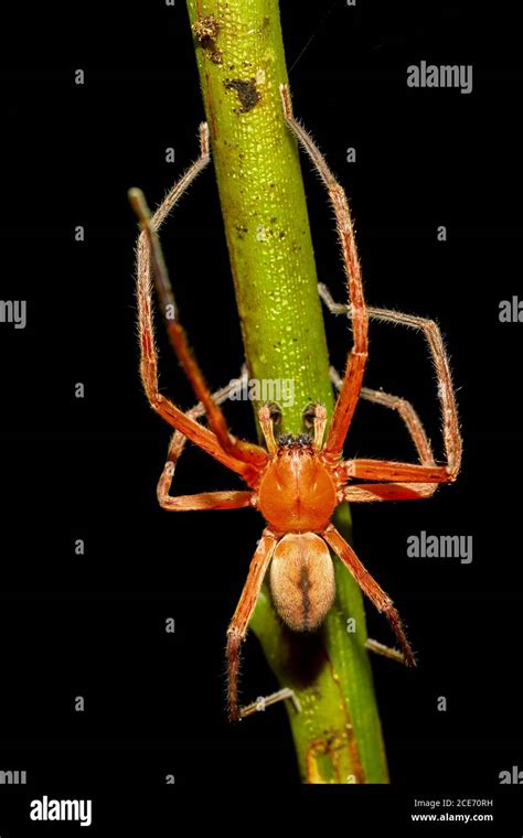 madagta si spiderwoman|Spider.